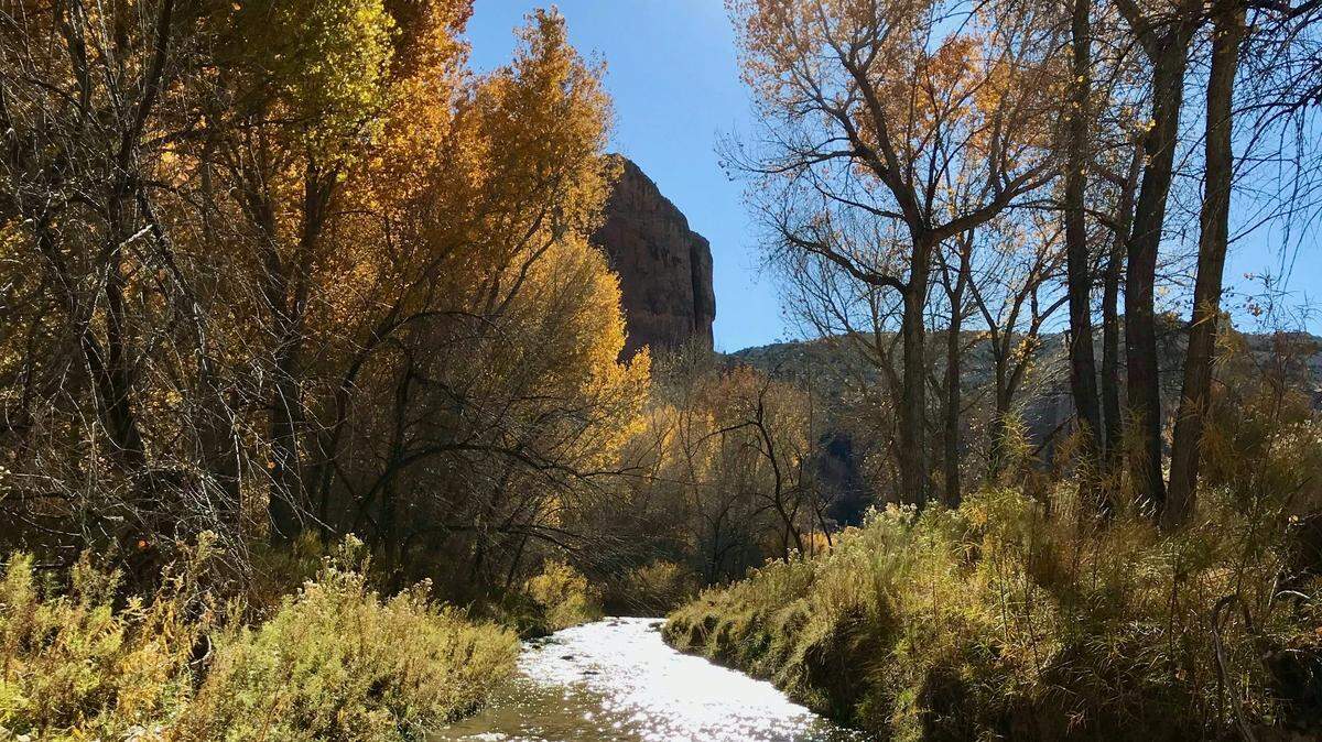 There’s a creepy-looking creature with long fan-like teeth that’s haunting the waters of Utah just in time for the Halloween season.