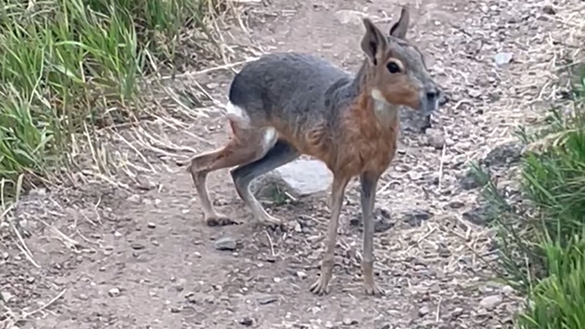 A strange creature native to South America was spotted roaming around a Colorado park.