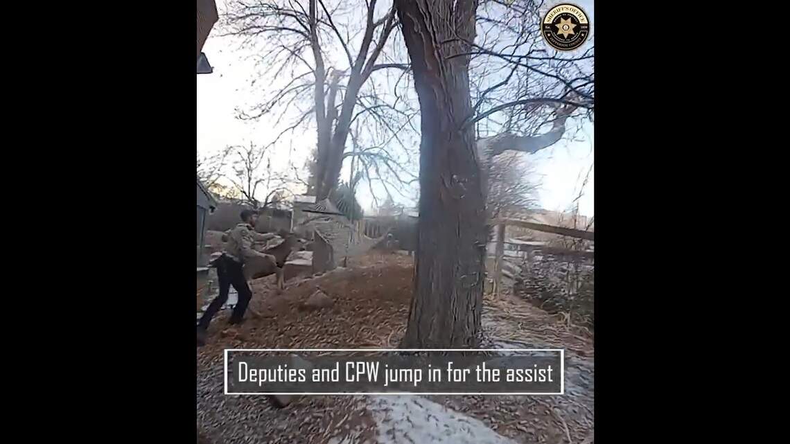 Wildlife officer tackles deer tangled in hammock in Colorado | Idaho ...