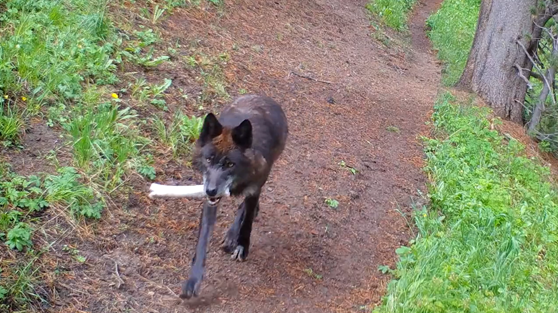 Video shows adult wolves in Yellowstone trotting back to their den “with some interesting items” — twigs, tree branches, antlers and bones, some of which are almost comically large.