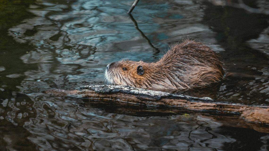 A tick-borne disease is killing beavers and other rodents in Utah, and it can spread to people, wildlife officials say.