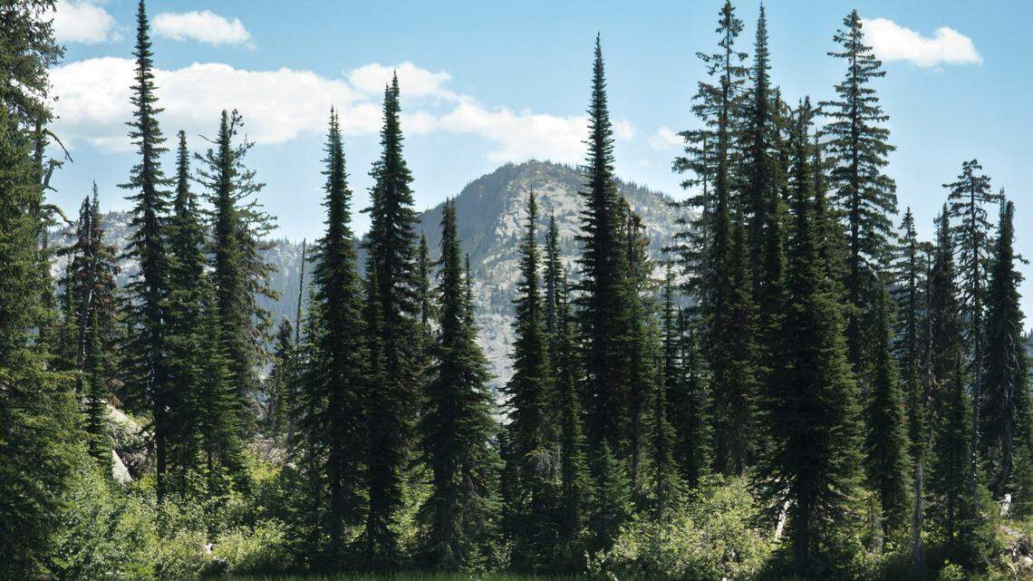 A hunter shot the wrong animal in Idaho’s Panhandle region, wildlife officials said.