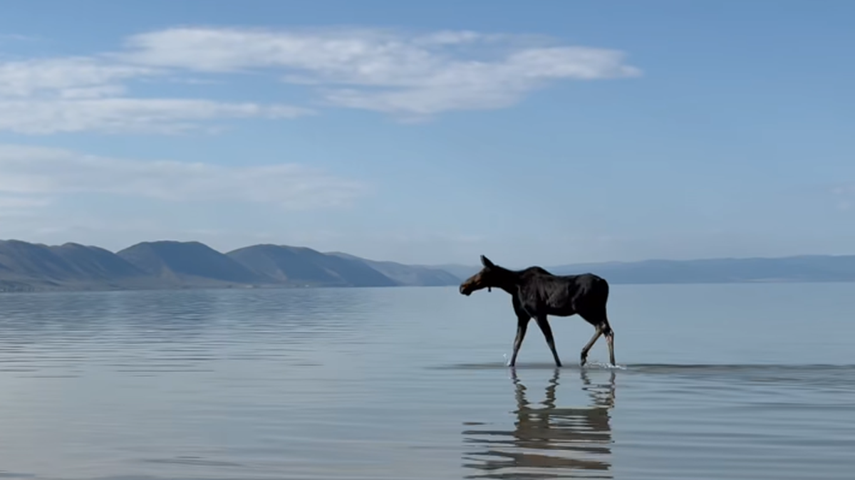 The moose was recorded July 4 at Bear Lake’s North Beach.