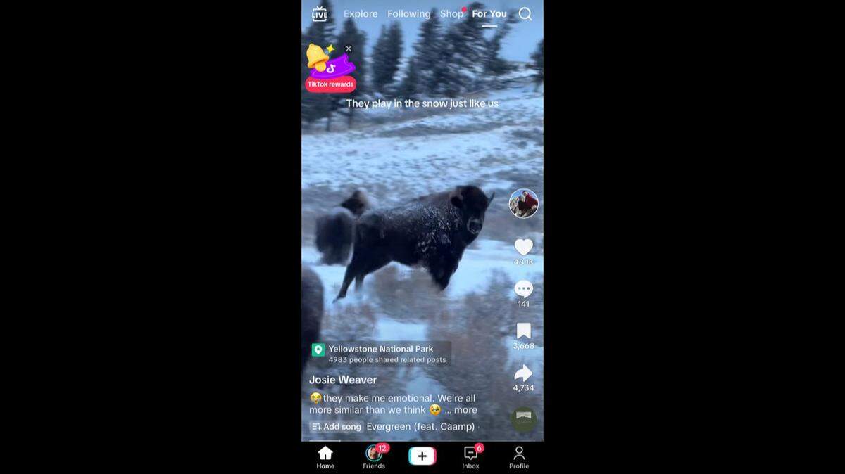 A bison got the zoomies in fresh snow at Yellowstone National Park, a TikTok video shows.