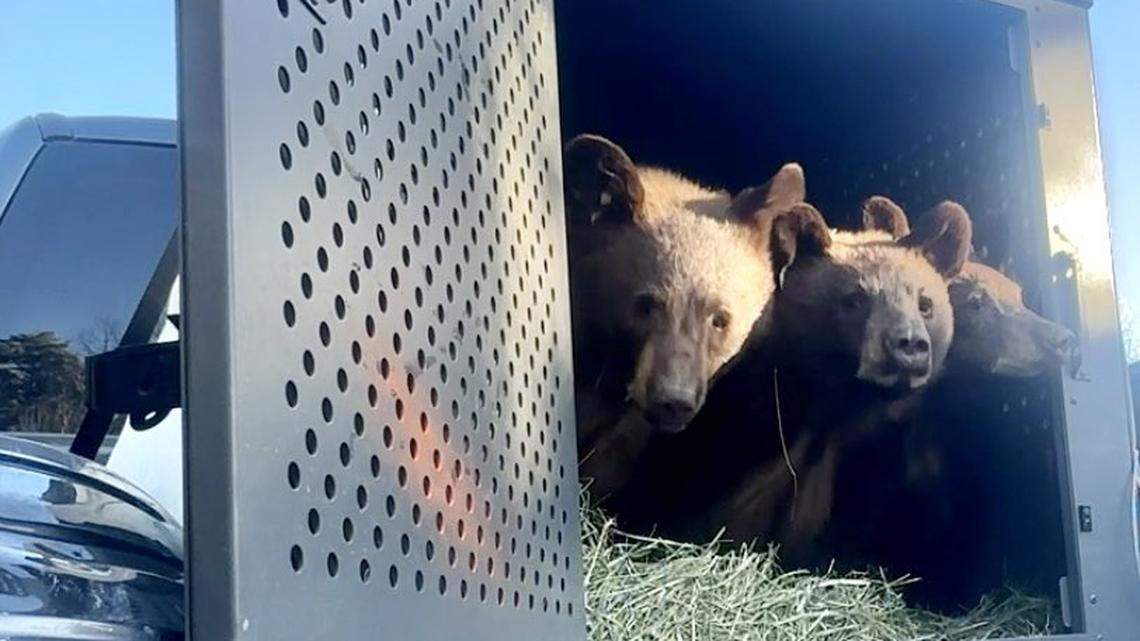 Wildlife officials in Colorado are releasing orphaned bear cubs back into the wilderness to prepare for winter hibernation.