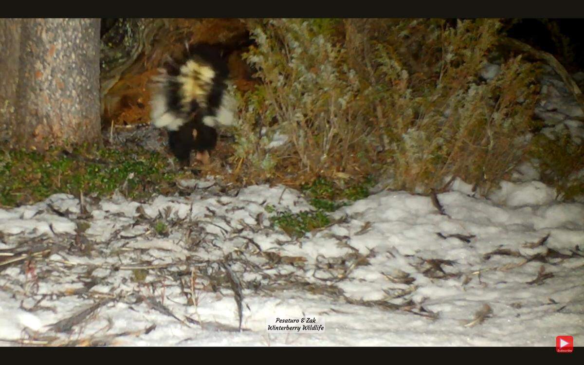 A bold skunk stashed its meal inside an apex predator’s lair — then other critters come to snack on the leftovers.