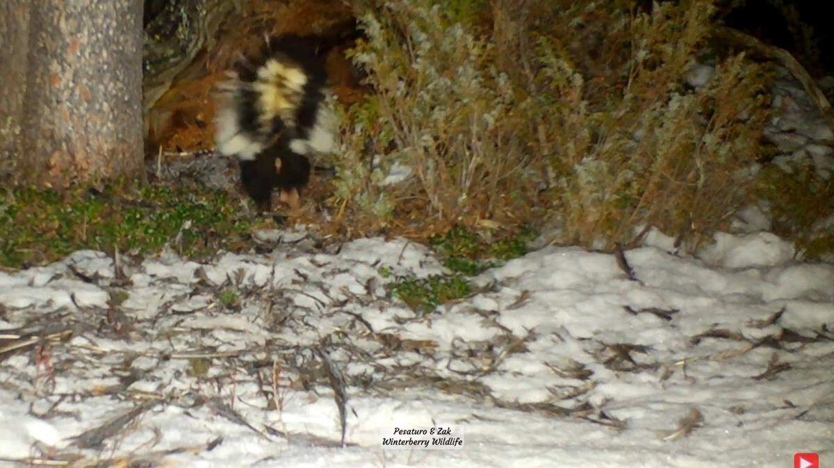 A bold skunk stashed its meal inside an apex predator’s lair — then other critters come to snack on the leftovers, video shows.