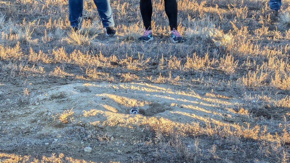 Students tried to release cute and seemingly harmless creatures in Colorado — but the critters turned out to be more than they bargained for.