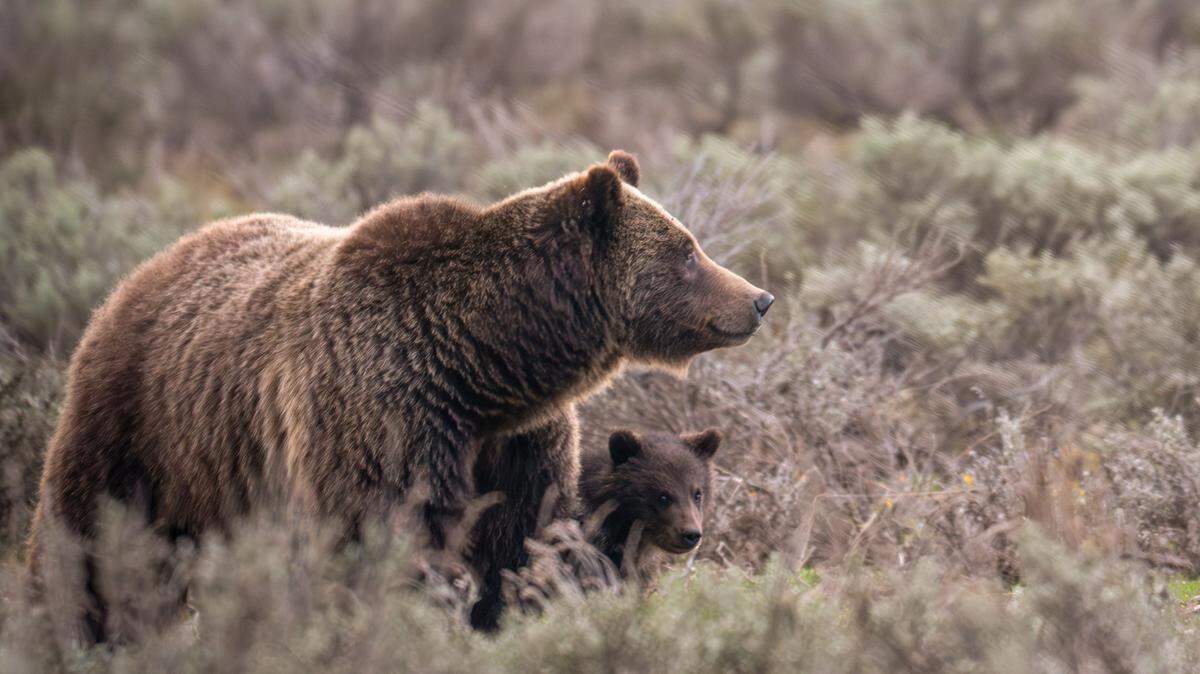 Wildlife officials said they are looking for a cub after men shot and killed its mom (not pictured) in Montana.