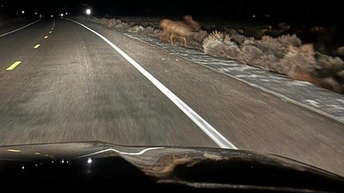 A blurry creature on the side of the road revealed the rest of its massive herd in the darkness, Grand Teton National Park photo shows.
