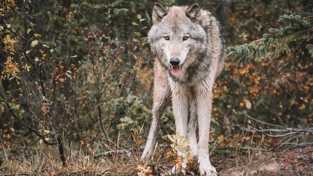 A gray wolf was found over 1,000 miles away from its home in eastern Colorado, but how it ended up there is a mystery.