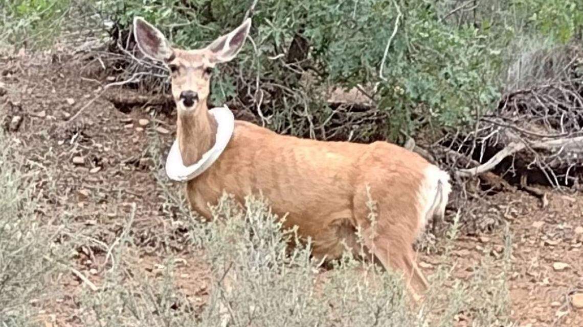 A mama mule deer finally was able to get help to remove the lid of a bucket stuck around her neck, wildlife officials said.