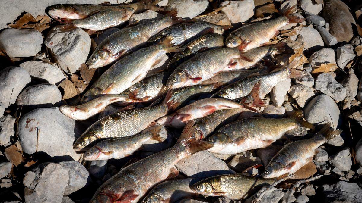 A fish was introduced into a Utah reservoir that may spell disaster for the entire ecosystem, and wildlife officials blame a “bucket biologist.”