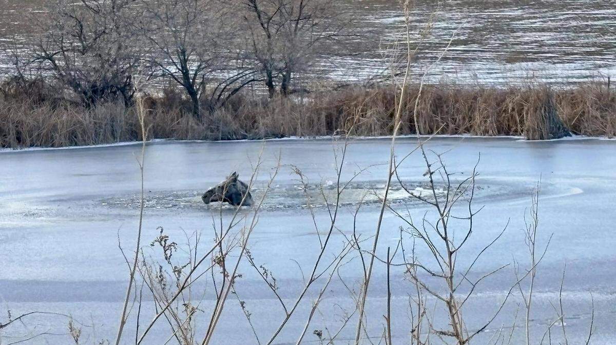 A one-eyed horse escaped its pasture and fell through a frozen pond in Colorado, photos show.