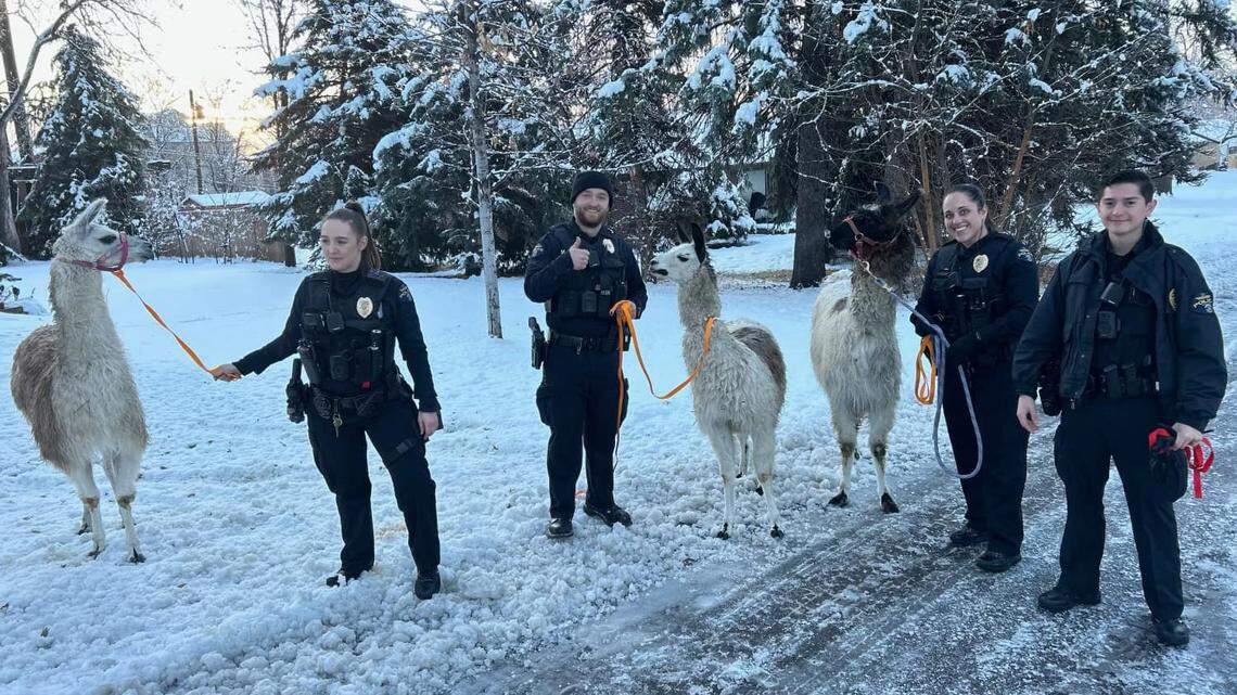 A trio of llamas escaped their pasture to frolic through a snowy Colorado neighborhood — until the cops showed up, photos show.