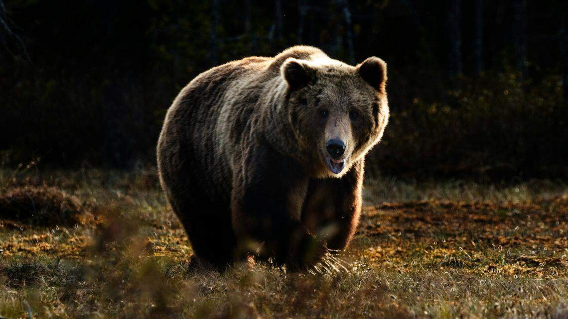 A disabled Army Reserve veteran played dead as a grizzly (not the one pictured here) mauled him in Grand Teton.