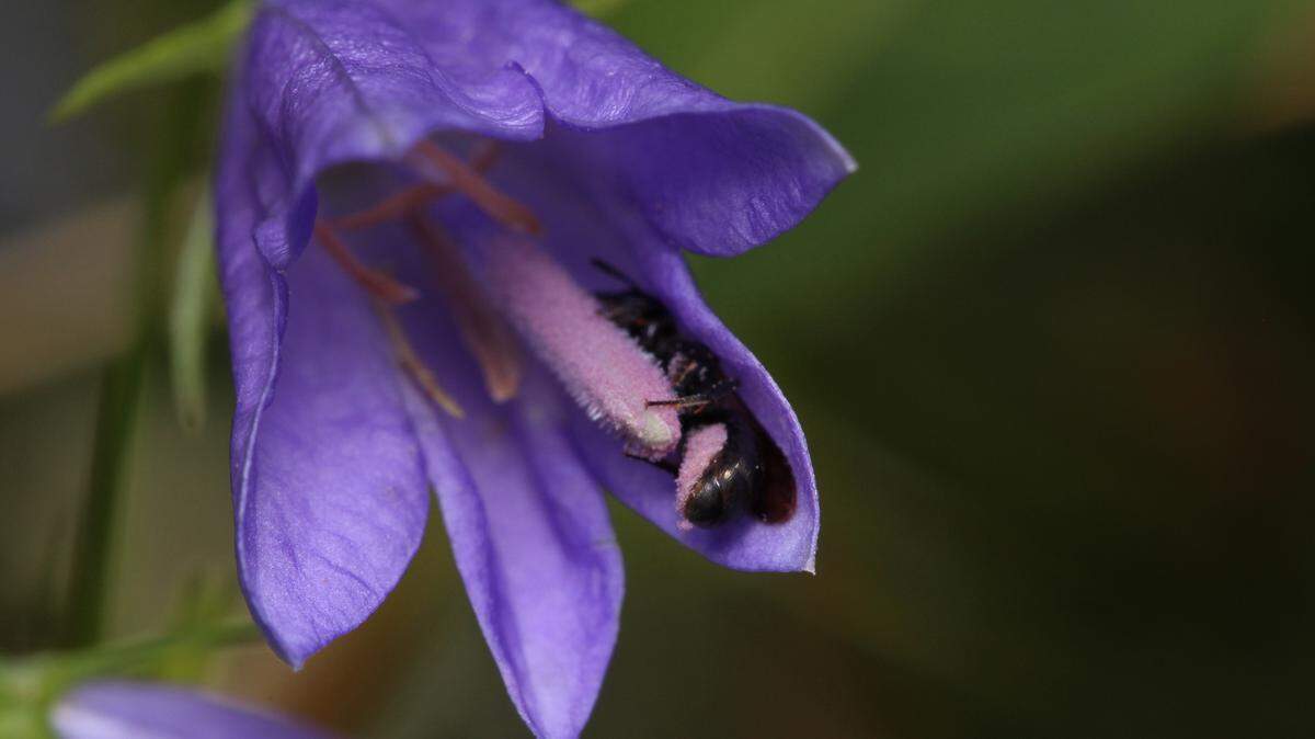 A researcher spotted an unfamiliar species of pollinator in her backyard garden in Montana. It turned out to be a species never seen before in the area.