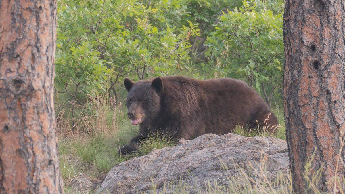 A man was relaxing in a hammock at a southern Colorado campsite when a black bear showed up in the darkness and bit him on his arm.