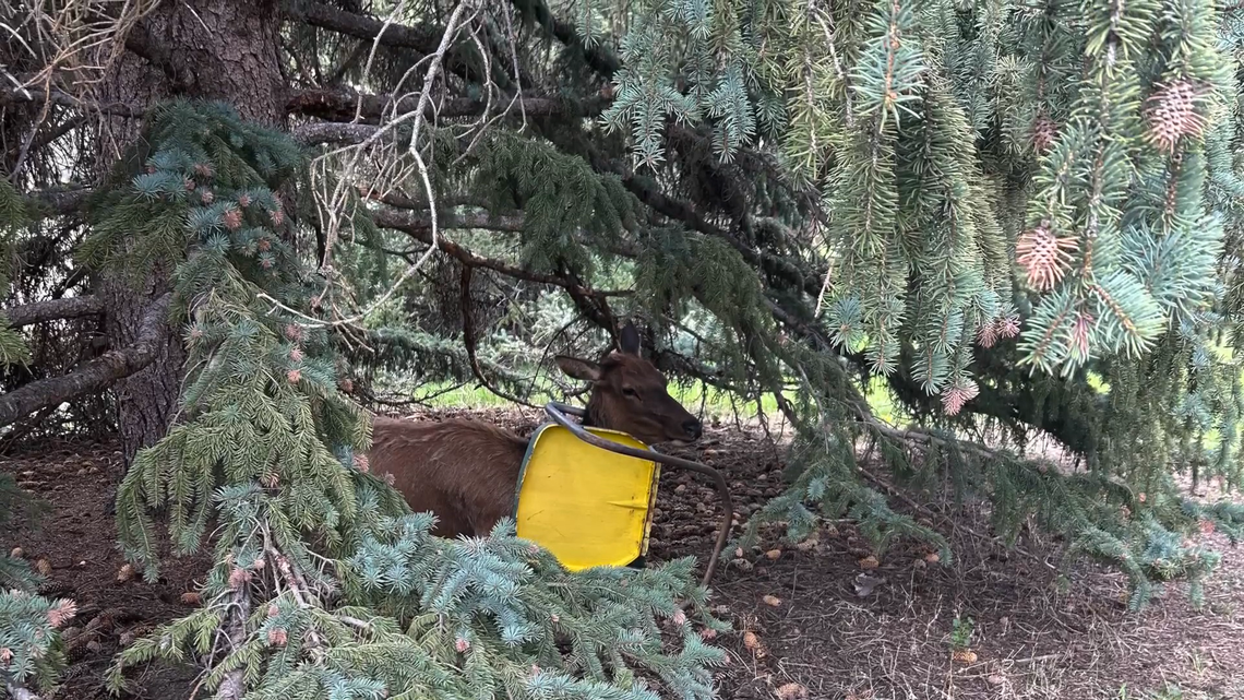 A cow elk needed some help after it was spotted under a tree in a Colorado yard with a metal chair twisted around its neck, video shows.