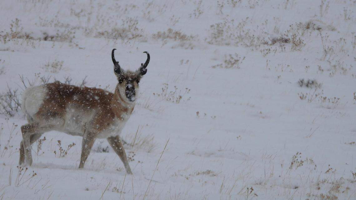 Pronghorn (not the one pictured) are dying by the dozens along eastern Colorado roads after a snowstorm dumped several feet of snow across the region’s plains.
