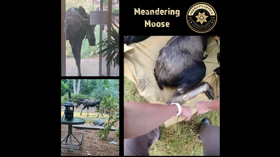 It took several officers to lift a nosy 600-pound moose that was spotted peering into windows and resting in a Colorado yard.