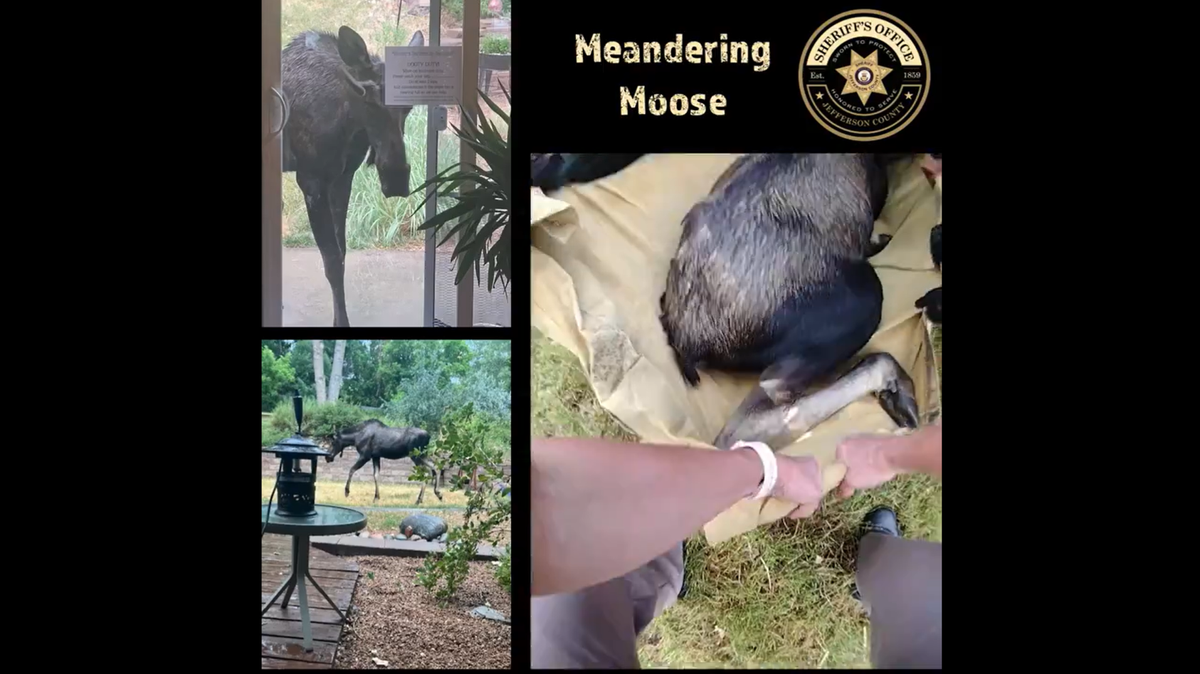 It took several officers to lift a nosy 600-pound moose that was spotted peering into windows and resting in a Colorado yard.