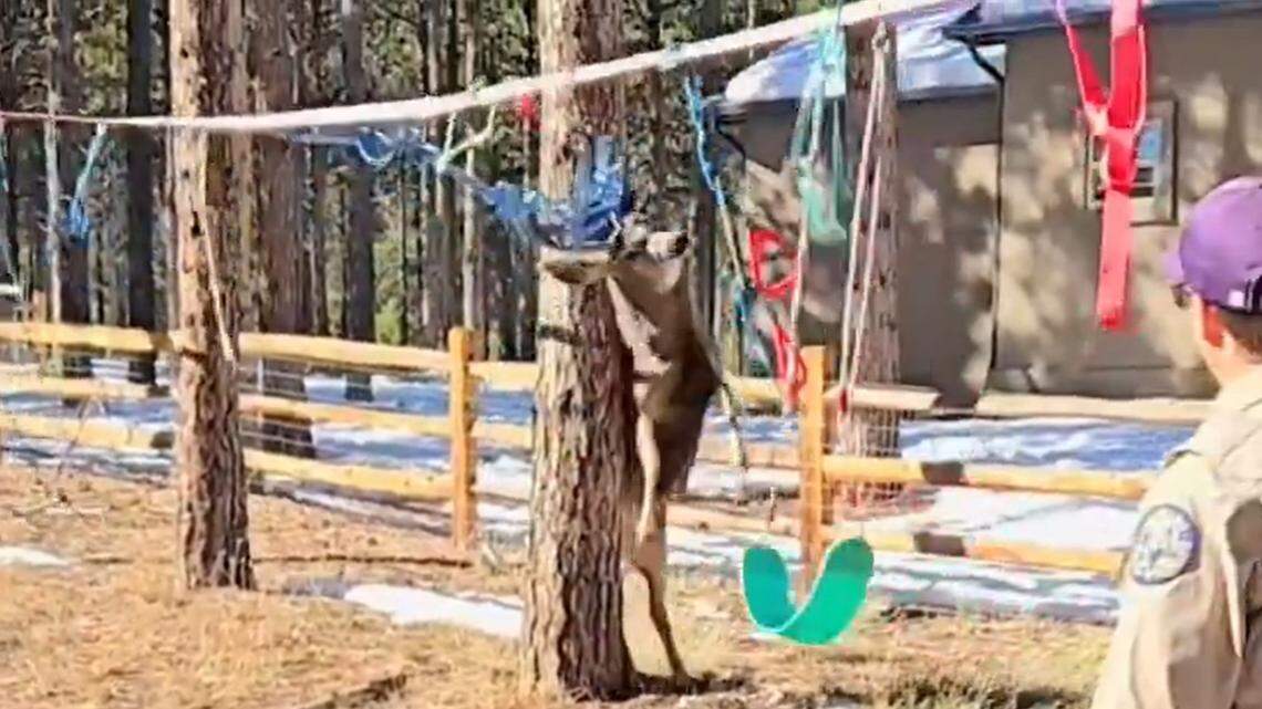 Buck gets ‘hopelessly tangled’ in kid’s playground equipment in Colorado. See rescue