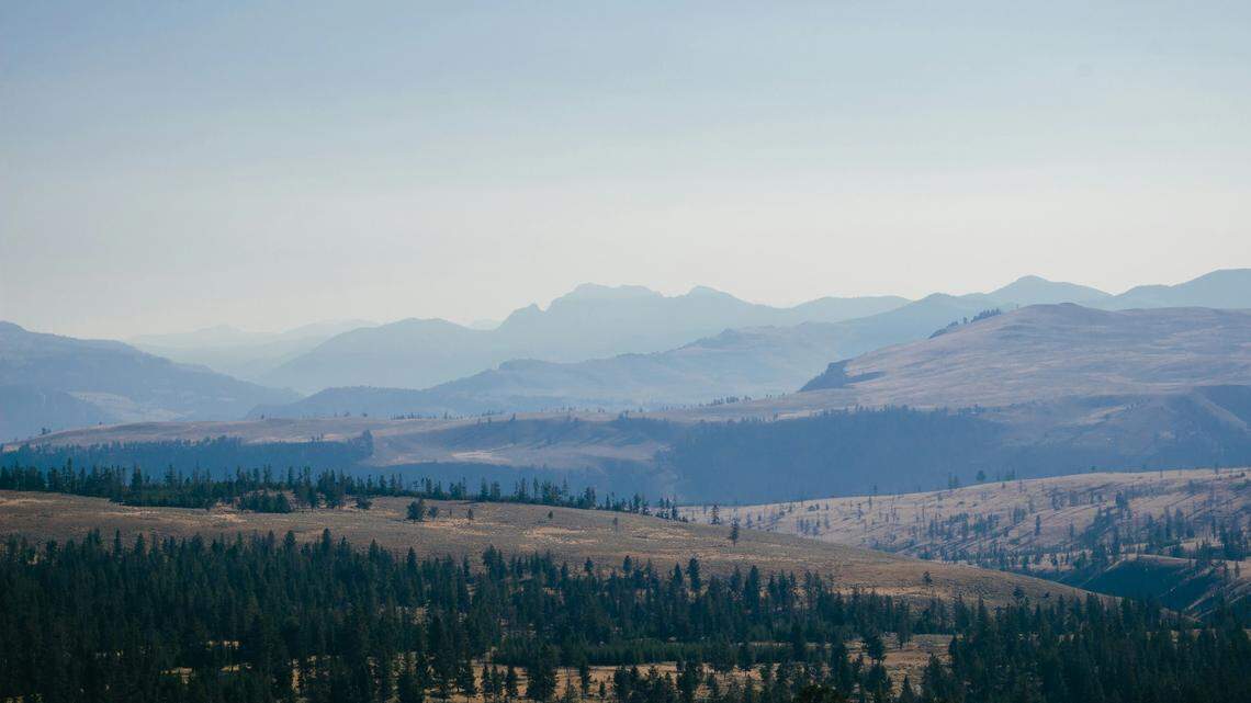 Although five apex predators were killed near Yellowstone National Park, game officials aren’t pursuing criminal charges.