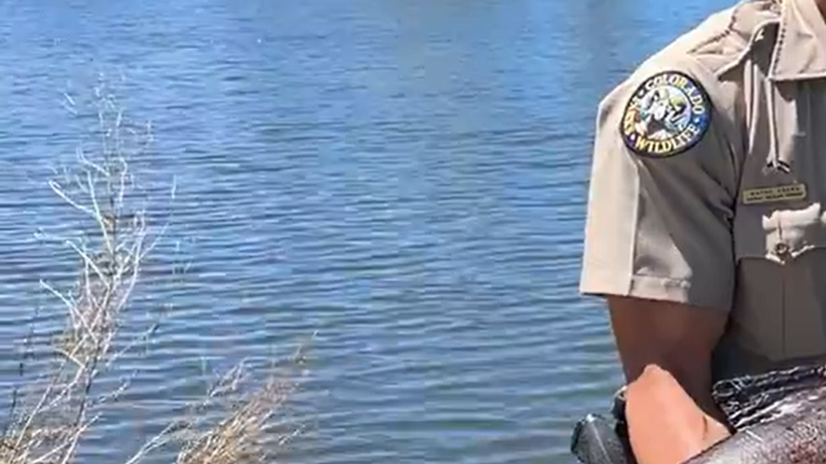 An angler discovered a huge invasive species while fishing in a Colorado pond, and a video shows just how big the monster-size fish are.