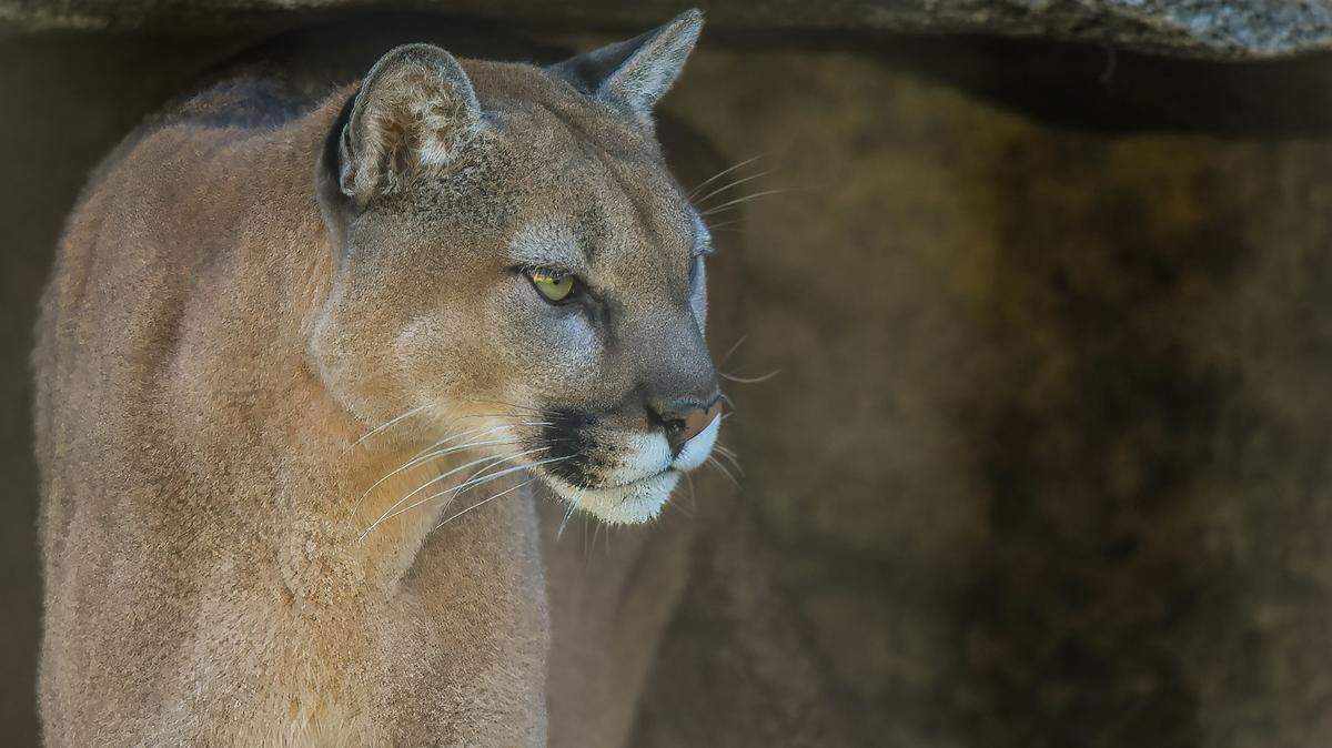 A man killed an “extremely aggressive” mountain lion (not the one pictured) that approached him and his dog at a Colorado campground, wildlife officials said.