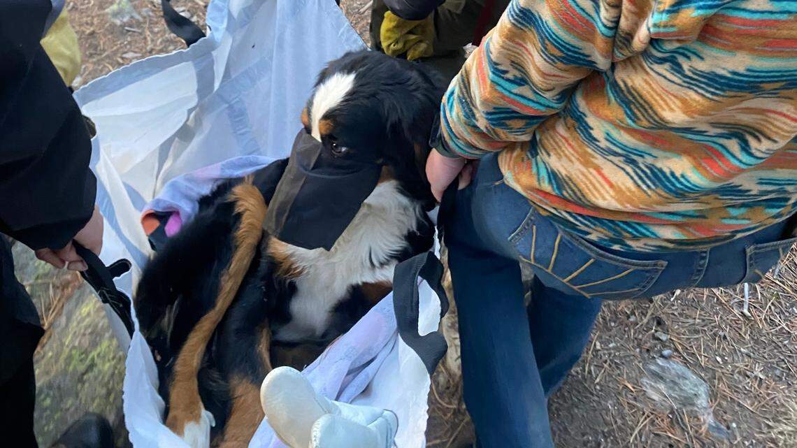 An injured dog survived two months all alone in the northern Colorado mountains until a pair of hikers spotted it.
