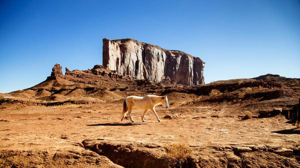 Three wild horses (not the one pictured here) were found shot dead in the southwestern Utah mountains, federal officials said.