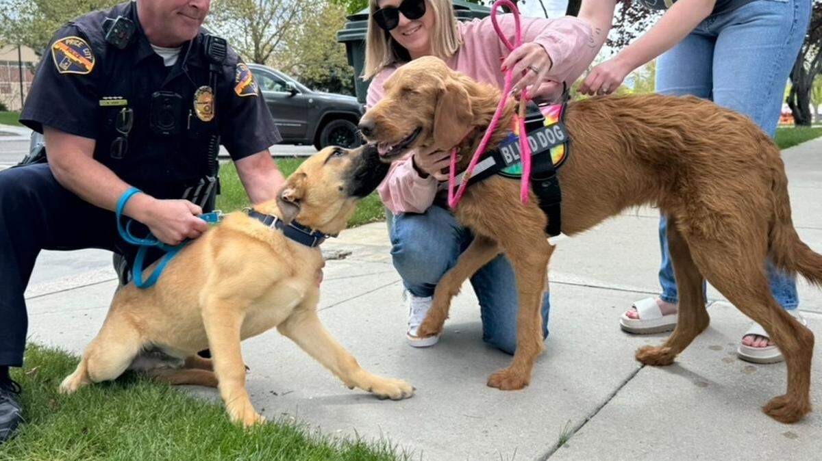 Two dogs that were abandoned along the roadway in Utah are now becoming best of friends in their new lives, photos show.