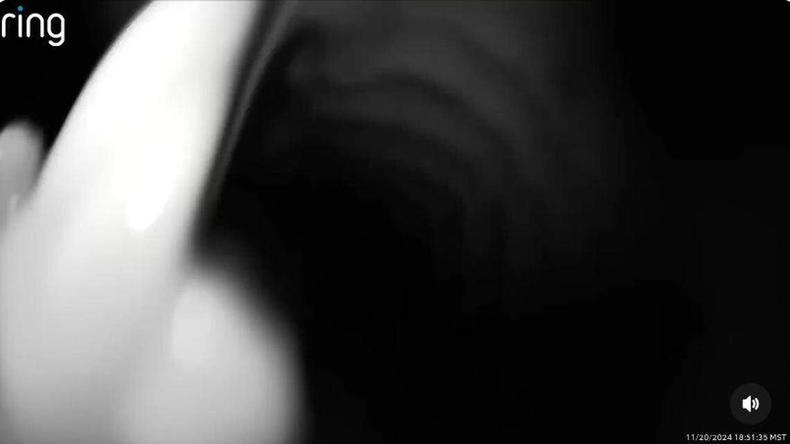 A bear tried to eat a Ring camera in Colorado, leaving homeowners with a video of the inside of its mouth.