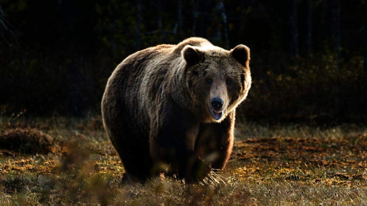Idaho Department of Fish and Game is looking for information in the shooting death of a grizzly bear, like the one pictured here, near Island Park.