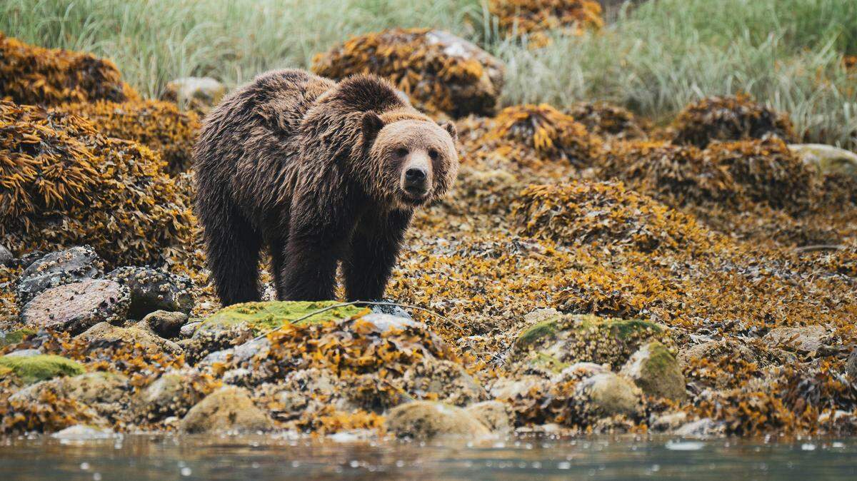 A grizzly bear (not the one pictured here) was found shot dead along a backpacking trail in Wyoming, wildlife officials said.