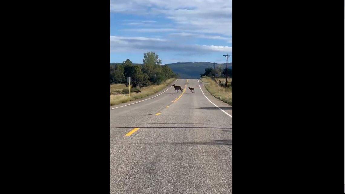 A herd of elk trampled across a Colorado roadway with lots of noisy babies in tow, a video shows.