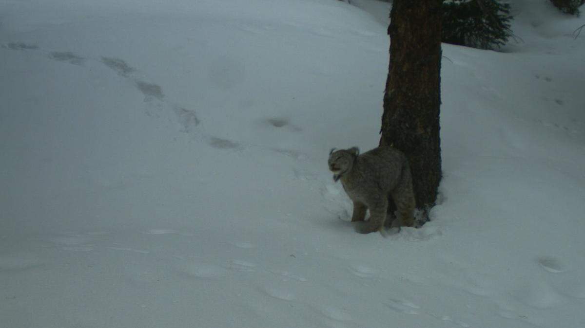 An incredibly elusive creature was photographed on trail cameras in the Colorado wilderness, and the photos provide some clues about why some say they call the animals “bigfoot.”