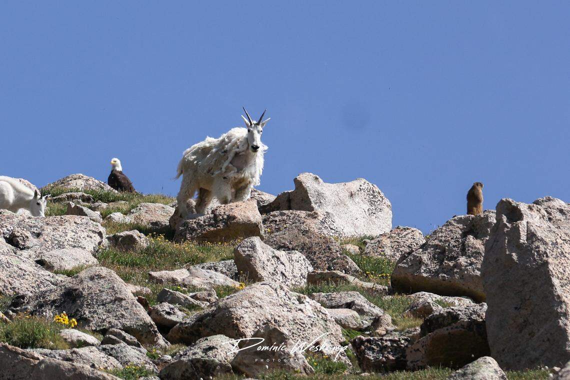 A trifecta of critters posed together on top of an iconic Colorado mountain.