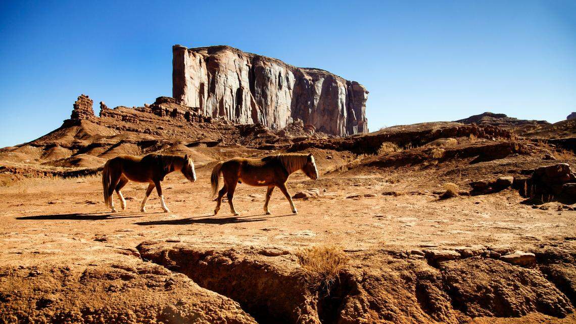 About 200 wild horses from a historically significant herd (not the one pictured) will get to stay in the North Dakota national park they’ve long called home.