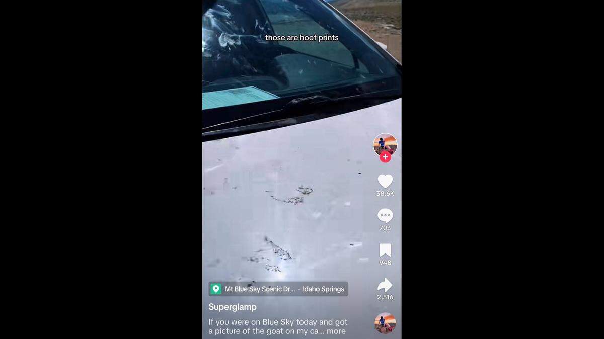 The owner of a Subaru SUV got the ultimate “field test” for the car when a pair of mountain goats stomped across its hood, windshield and rooftop cargo box in Colorado, video shows.