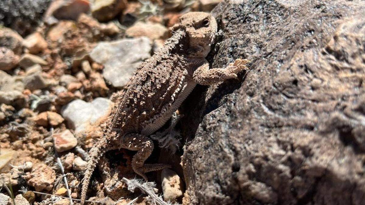 These odd critters can shoot blood out of their eyes, and Montana wildlife experts need your help finding them.