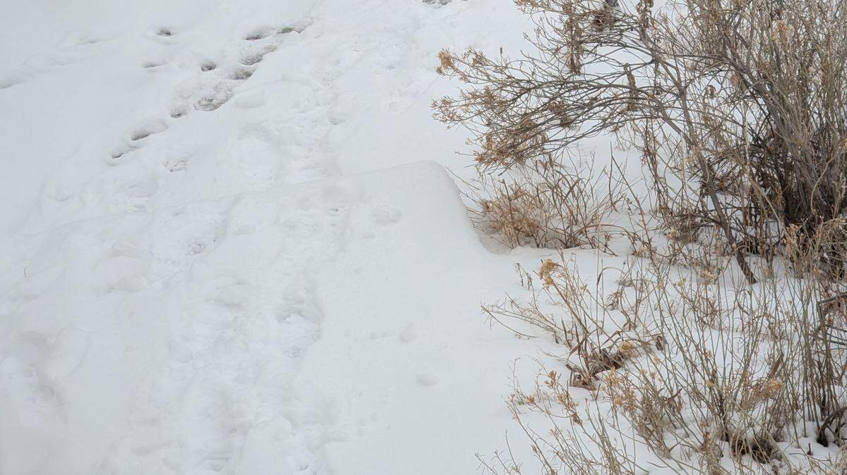 A rare silver creature was spotted against a pure white snowy landscape in Colorado.