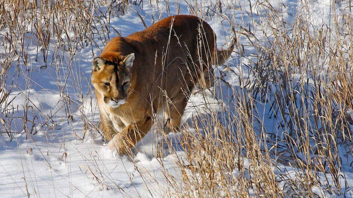 A dog is recovering after a mountain lion (not the one pictured) dragged it from its backyard in Colorado.