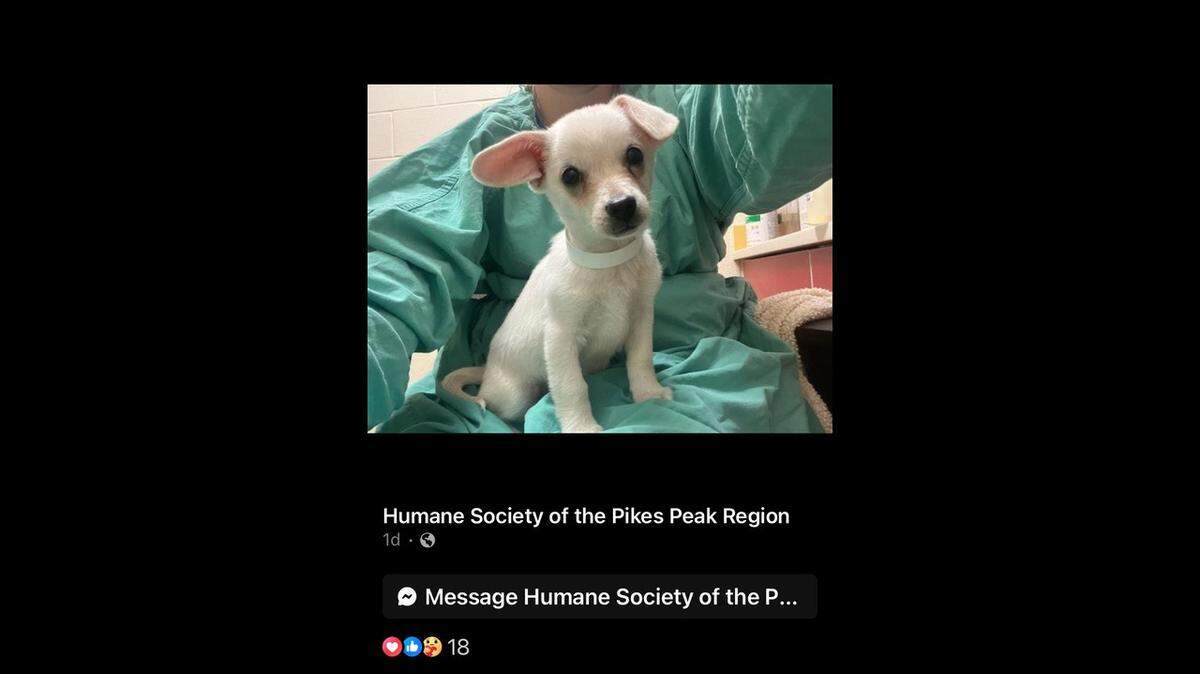 A little dog with a big heart was found scared, alone, and shivering by a dumpster in Colorado. Now he lives a life full of warmth.