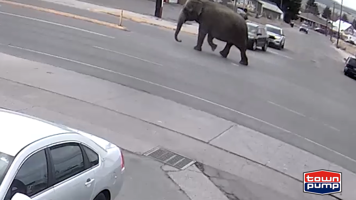 An escaped circus elephant was spotted thundering through traffic and stopping at a gas station in a Montana town, video shows.