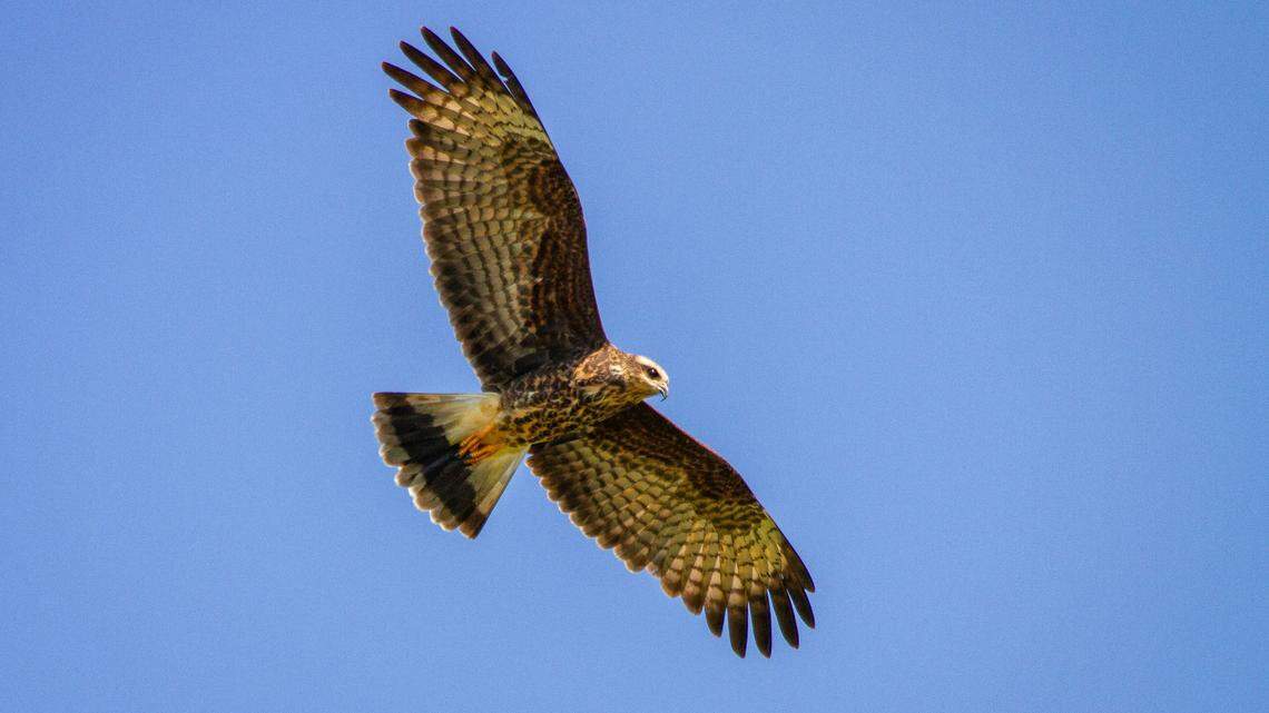 Several species of raptors were illegally shot and killed overnight in Utah, wildlife officials say.