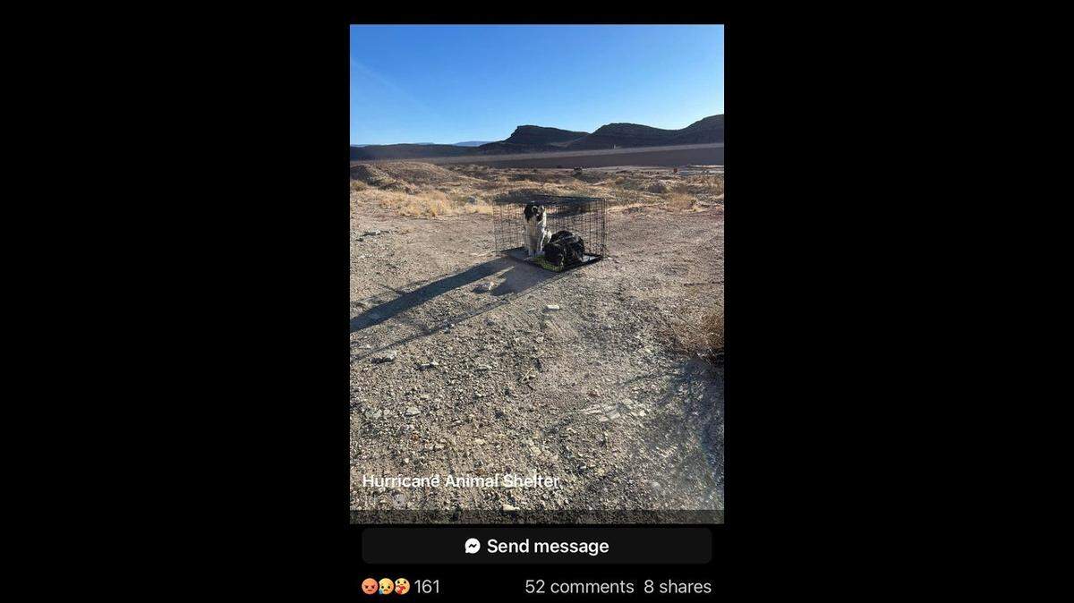 Two large dogs were left in a crate without food or water along a Utah roadway, officials said.