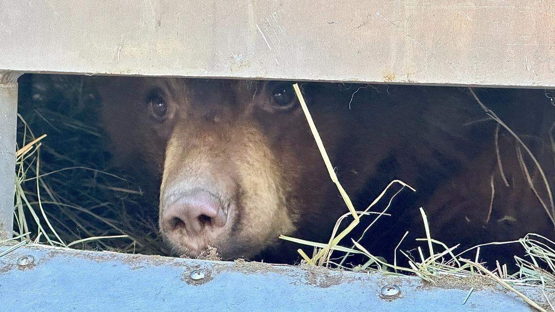 A pair of orphaned bear cubs weighed too little to hibernate in the wild, so wildlife officials fattened them up and released them inside a makeshift den, photos show.