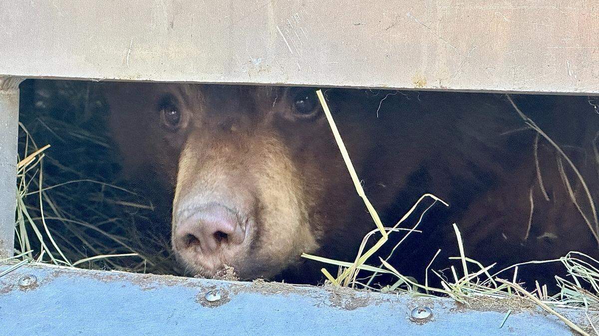 A pair of orphaned bear cubs weighed too little to hibernate in the wild, so wildlife officials fattened them up and released them inside a makeshift den, photos show.